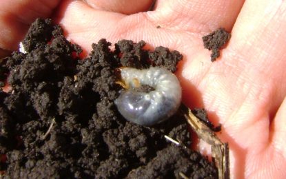 Cultivos de invierno: en la precampaña alertan sobre la abundante presencia de gusanos blancos