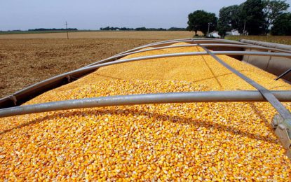 Los maíces tardíos salvan la ecuación y elevan la proyección de producción nacional a 46 MTn