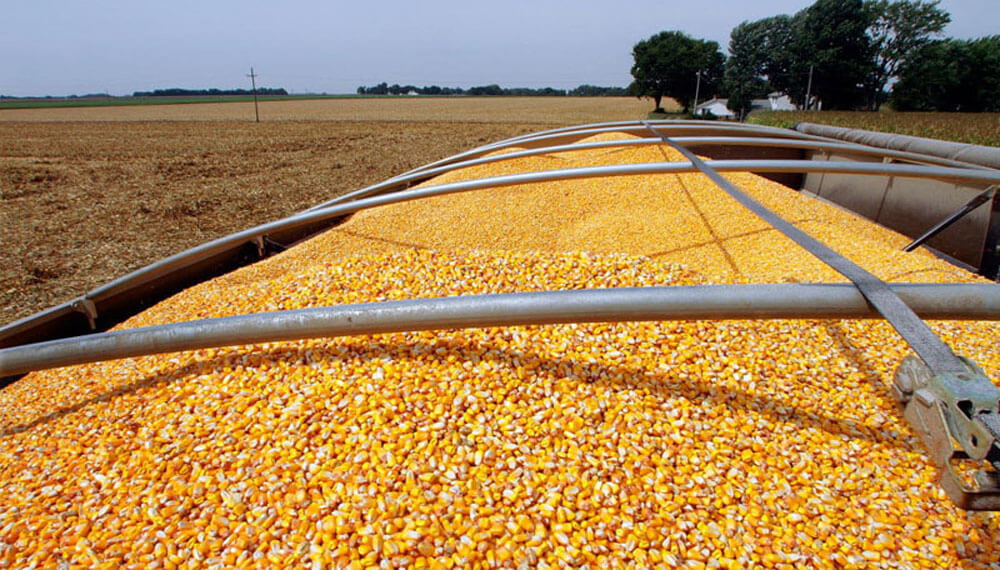 En plena trilla de maíz, la relaciones de precios grano/fertilizante 21/22 están debajo de los históricos