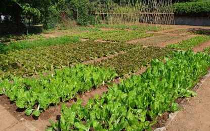 ¿Abandonamos la huerta hasta la primavera o aprovechamos el otoño para fortalecerla?