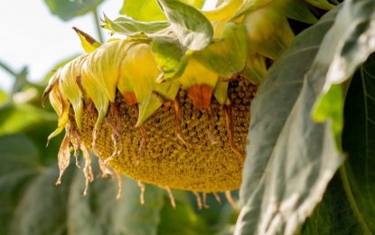 Girasol: arranca la campaña con los híbridos que lideran el mercado