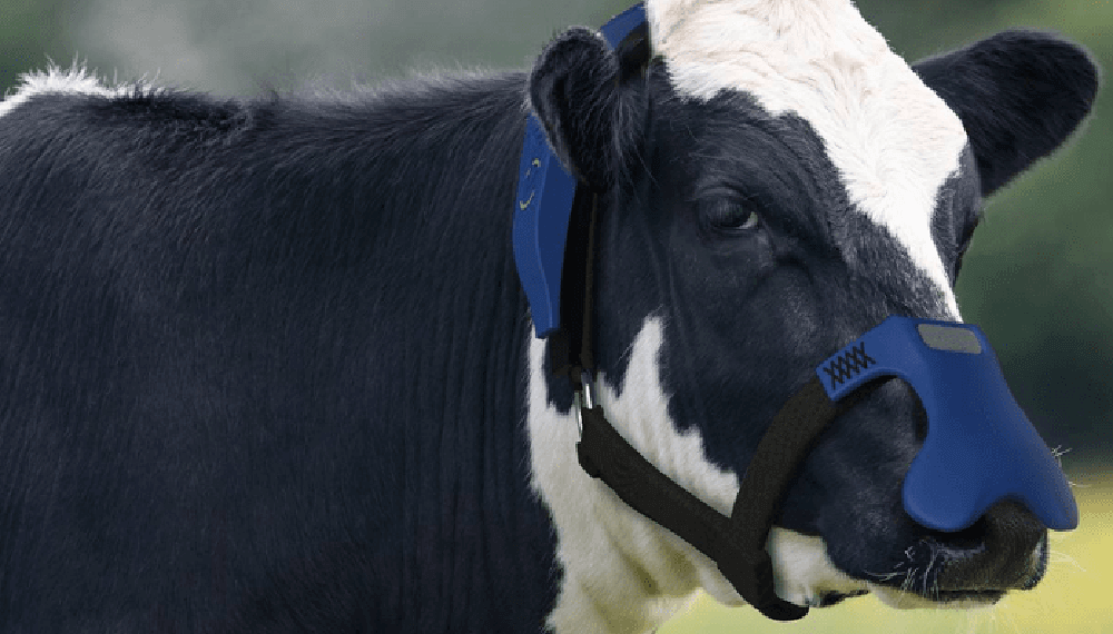 Vacas a la vanguardia: ahora usan barbijos para controlar el metano que liberan