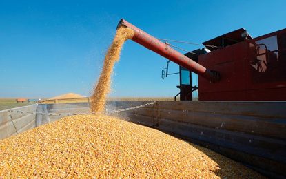 Campañón: la Bolsa porteña ajusta la estimación y se esperan 2 millones de toneladas más de maíz este ciclo