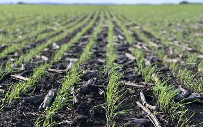 Trigo: ya hay un millón de hectáreas sembradas en la zona núcleo