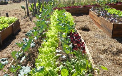 Invierno, la estación ideal para planificar la huerta de verano