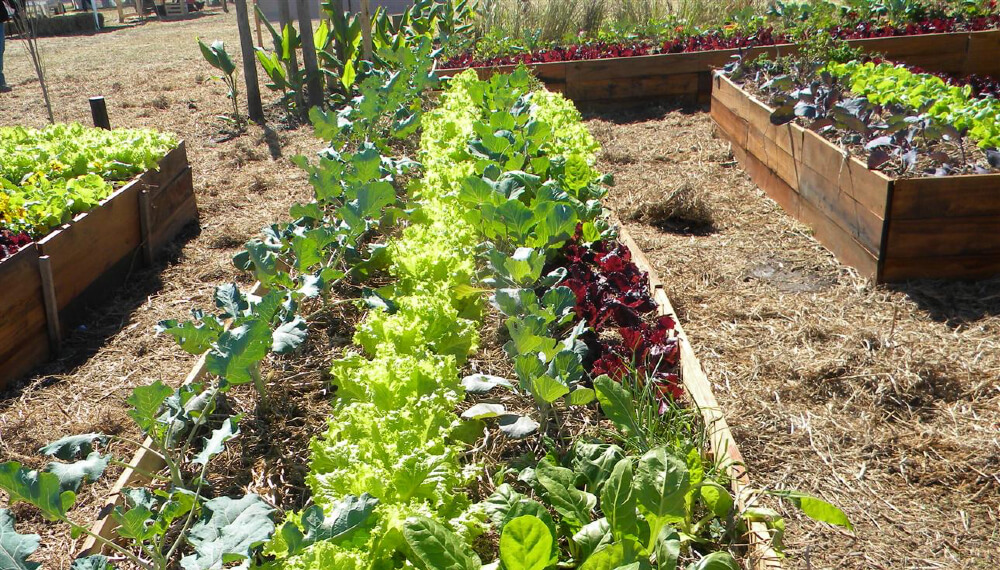 Invierno, la estación ideal para planificar la huerta de verano