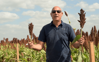 Sorgo granífero: los resultados de un ensayo de fertilización clave en cultivos de servicios