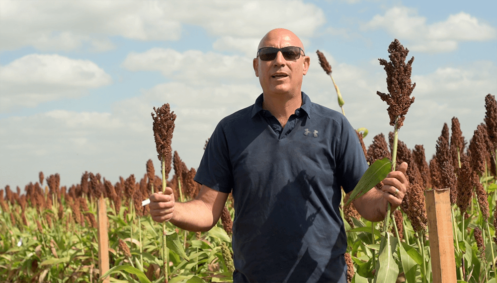 Sorgo granífero: los resultados de un ensayo de fertilización clave en cultivos de servicios