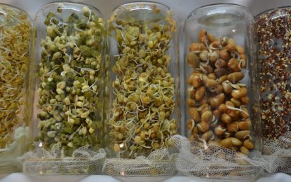 Germinados y brotes en la huerta: cómo autoproducir e incursionar en la moda de los “alimentos vivos”