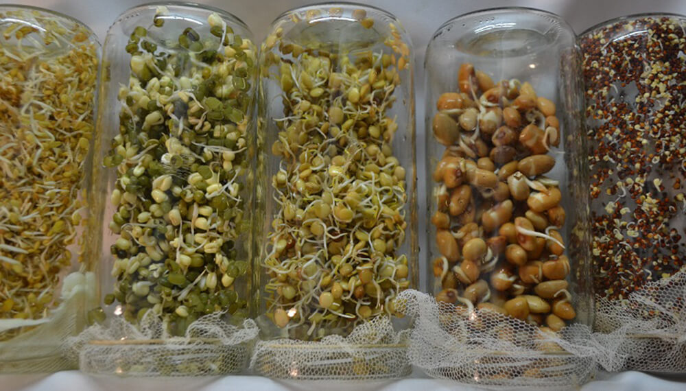 Germinados y brotes en la huerta: cómo autoproducir e incursionar en la moda de los “alimentos vivos”