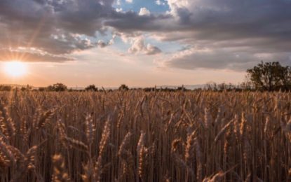 ¿Cuál es la mejor manera de almacenar granos durante la temporada de cosecha?