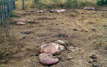 Le entraron al campo y le mataron cinco vacas preñadas en Santiago del Estero