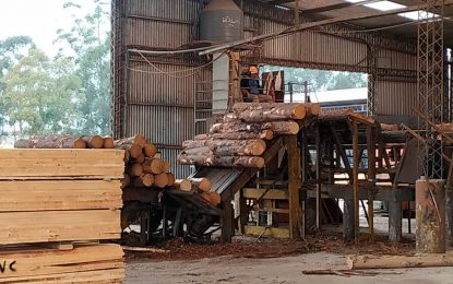 El sector forestal, listo para jugar en primera: con inversiones, podría exportar por US$ 2.600 millones