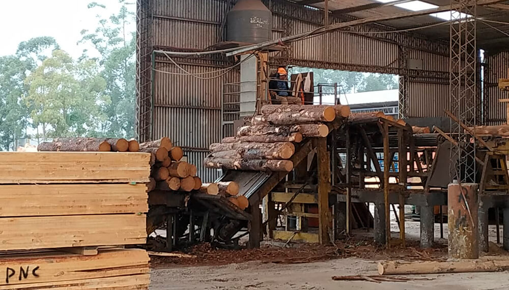 El sector forestal, listo para jugar en primera: con inversiones, podría exportar por US$ 2.600 millones