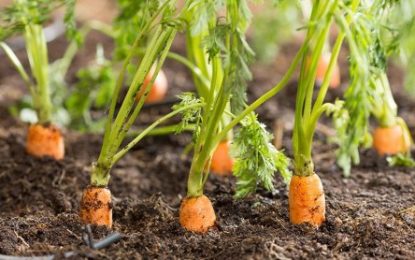 A días para la llegada del invierno, los favoritos para sembrar en la huerta en esta temporada