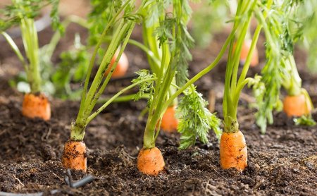 A días para la llegada del invierno, los favoritos para sembrar en la huerta en esta temporada