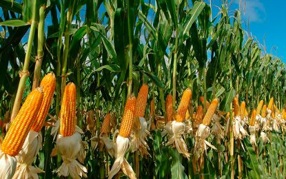En qué variable, de las 5 claves, hay que fortalecer el manejo de maíz para potenciarlo
