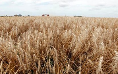 Trigo, el que más nutrientes exige y más diagnósticos necesita