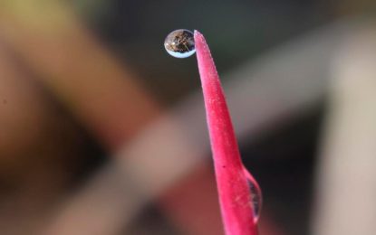 Ryegrass en trigo: lanzan un nuevo modo de acción para frenar una problemática cada vez más frecuente