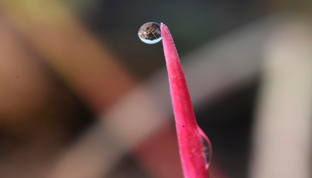 Ryegrass en trigo: lanzan un nuevo modo de acción para frenar una problemática cada vez más frecuente