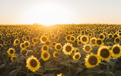 Girasol: estiman que el área implantada crecerá casi 40% esta campaña