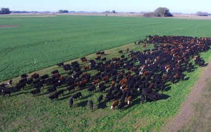 Argentina revalidó con Australia el más alto estándar contra el síndrome de la “vaca loca”