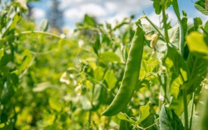 Desarrollan un sistema de “mejoramiento genético acelerado” para legumbres
