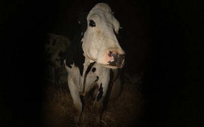 Un film que visibiliza la vida de una vaca en el tambo generó revuelo en Cannes