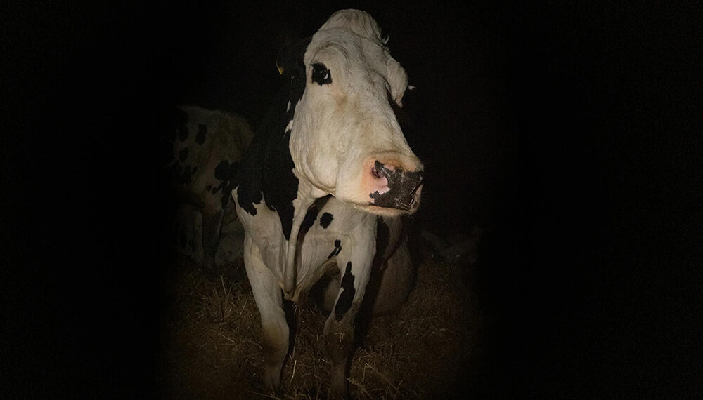 Un film que visibiliza la vida de una vaca en el tambo generó revuelo en Cannes