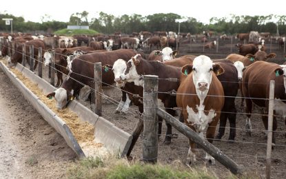 Llega una jornada gratuita de capacitación para feedloteros