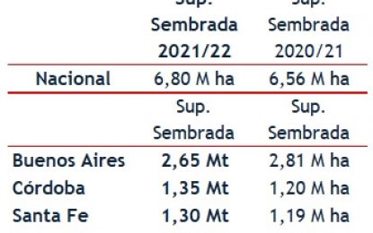 El trigo 2021, muy cerca de alcanzar el mayor nivel de siembra en 20 años
