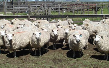 Ovinos: Buenos Aires invertirá $27 millones para “fortalecer” la producción