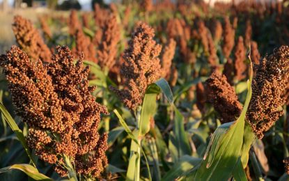 Maíz y sorgo: el Gobierno espera un récord de 62,2 millones de toneladas para el ciclo 2020/21