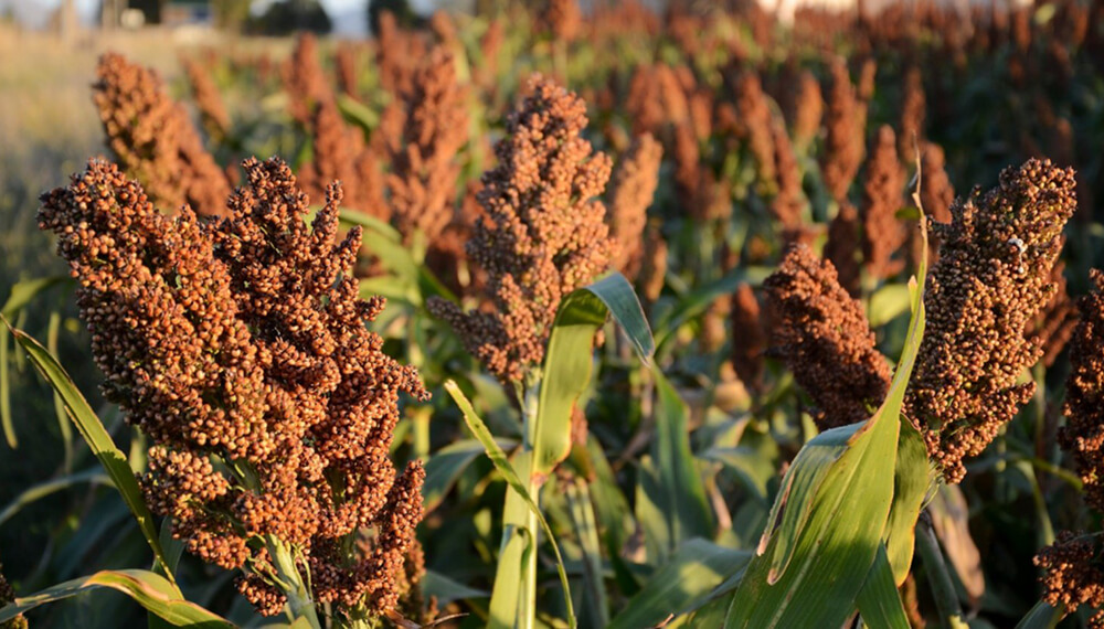 Maíz y sorgo: el Gobierno espera un récord de 62,2 millones de toneladas para el ciclo 2020/21