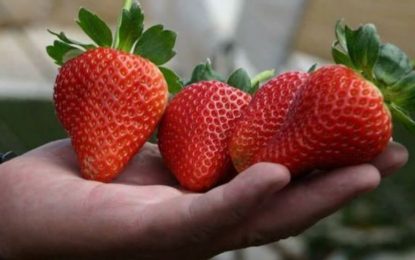 Prueban extractos vegetales para tratar plagas en la huerta