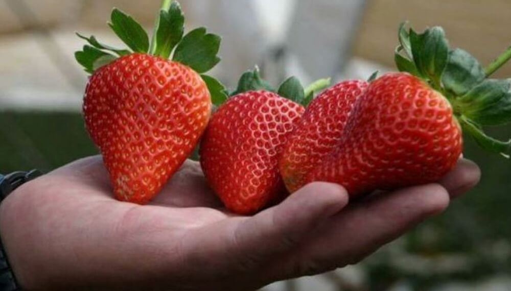 Prueban extractos vegetales para tratar plagas en la huerta