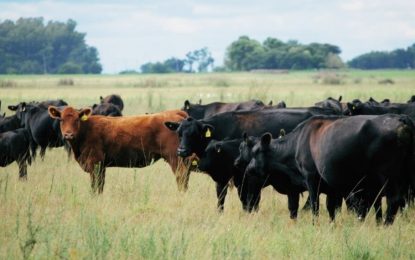 Angus concretó la compra de un predio en el Mercado Agroganadero de Cañuelas