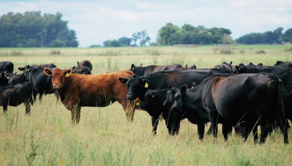 Angus concretó la compra de un predio en el Mercado Agroganadero de Cañuelas