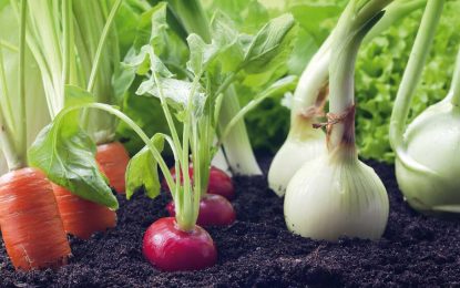 Argentinos trabajan en una vacuna para proteger a los cultivos de los cambios de clima