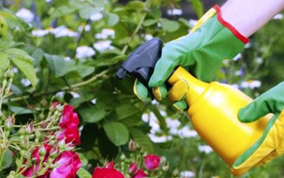 Los siete fertilizantes orgánicos caseros más eficientes para tu huerta