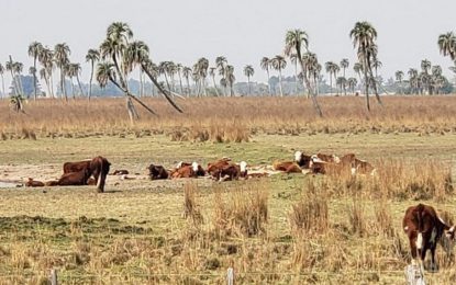 Varias provincias se oponen a la creación de una agencia federal de la evaluación ambiental