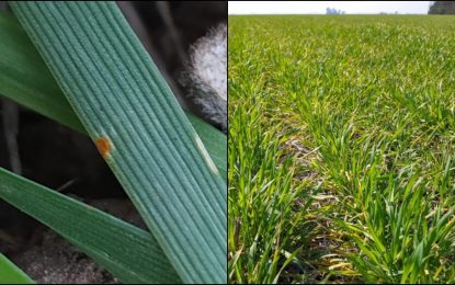 Región Centro: alertan sobre la aparición de las primeras royas en trigo