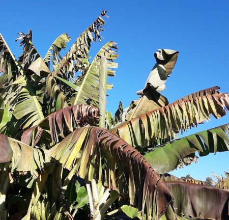 Ni los bananos en Formosa se salvaron de uno de los días más fríos del año