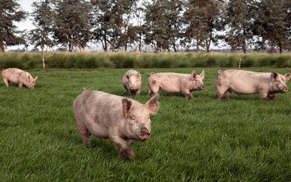 Polonia confirmó cuatro nuevos focos de Peste Porcina Africana en granjas