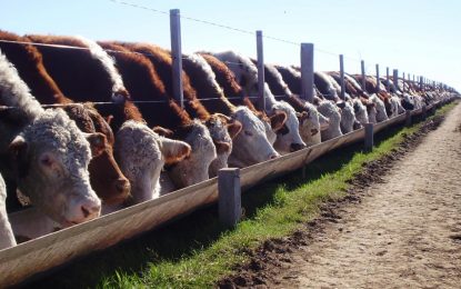 El Banco Nación y el ministerio de Agricultura lanzaron créditos para engorde de hacienda