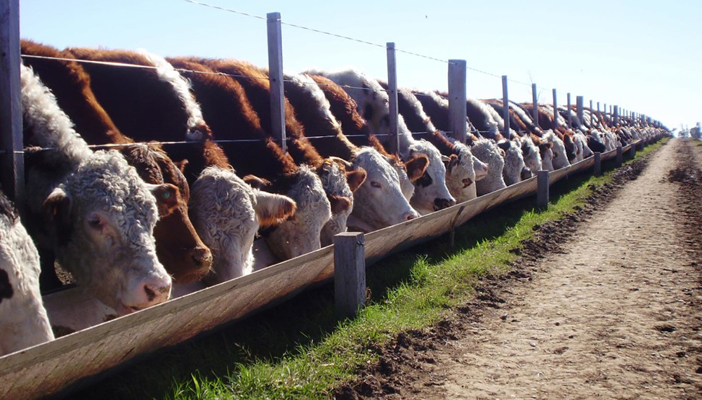 El Banco Nación y el ministerio de Agricultura lanzaron créditos para engorde de hacienda