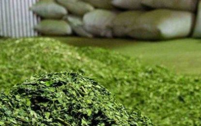 Preocupación en el sector yerbatero por una legislación que buscar limitar la producción