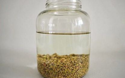 Cómo es la técnica con lentejas para tener mayor éxito en el injerto de plantas en la huerta