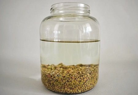 Cómo es la técnica con lentejas para tener mayor éxito en el injerto de plantas en la huerta