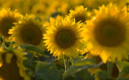 Un estudio muestra que las brechas de rinde de girasol se achican con tecnología